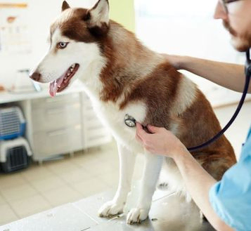 veterinario con perro husky