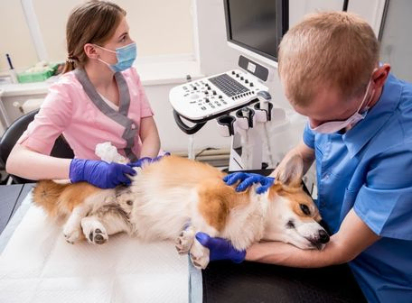 veterinario haciendo ecografía a perro